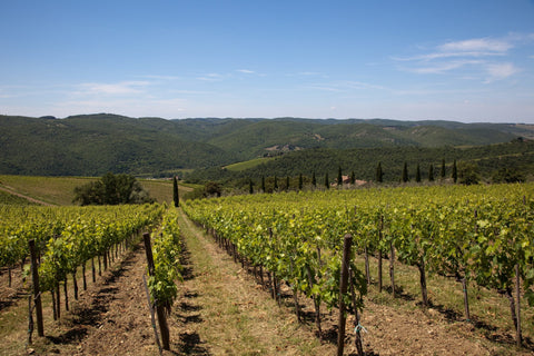 Alles over de wijnregio Chianti