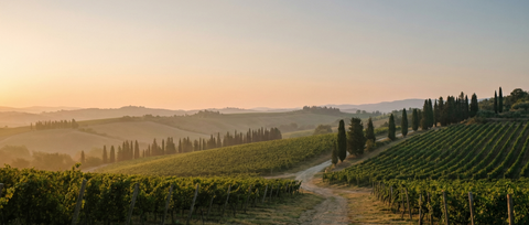 Sunset over a vineyard with rows of grapevines and cypress trees.