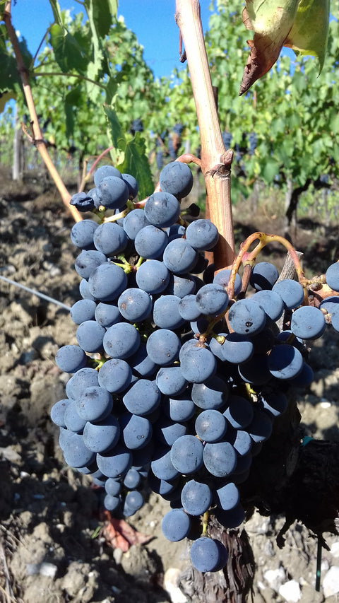 Ottomani Chianti Superiore DOCG